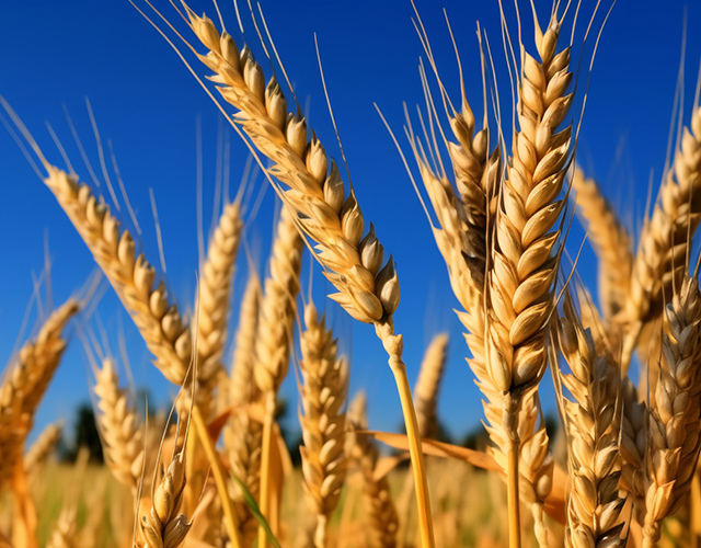 資質認證